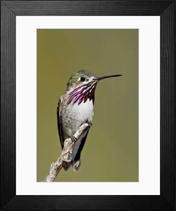 Framed Print : Calliope hummingbird (Stellula calliope) perched, near Osoyoos, British Columbia Framed Print : Calliope hummingbird (Stellula calliope) perched, near Osoyoos, British Columbia