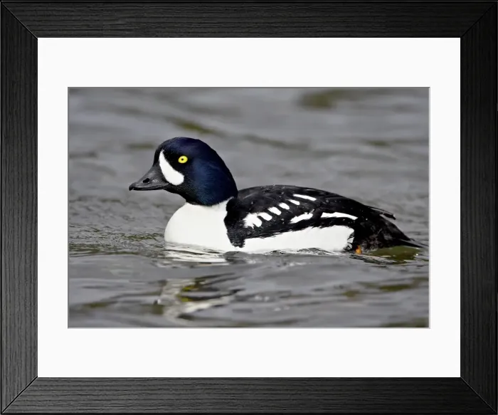 Framed Print : Male Barrows goldeneye (Bucephala islandica), Manning Provincial Park Framed Print : Male Barrows goldeneye (Bucephala islandica), Manning Provincial Park