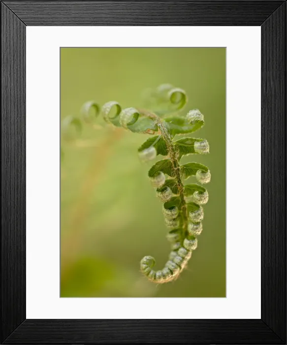 Framed Print : Western sword fern (Polystichum munitum), Cathedral Grove, MacMillan Provincial Park Framed Print : Western sword fern (Polystichum munitum), Cathedral Grove, MacMillan Provincial Park