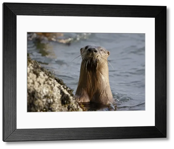 Framed Print : River otter (Lutra canadensis), near Nanaimo, British Columbia, Canada, North America Framed Print : River otter (Lutra canadensis), near Nanaimo, British Columbia, Canada, North America