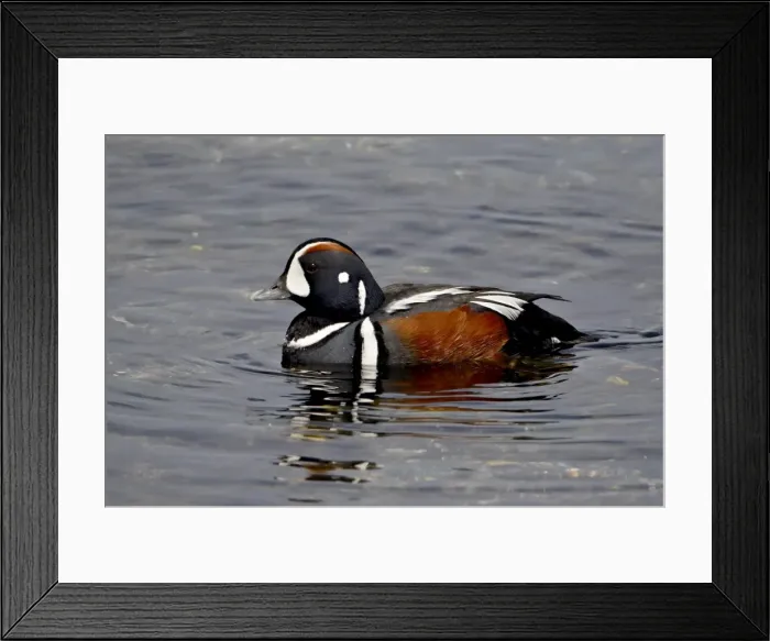 Framed Print : Male harlequin duck (Histrionicus histrionicus), near Victoria, British Columbia Framed Print : Male harlequin duck (Histrionicus histrionicus), near Victoria, British Columbia
