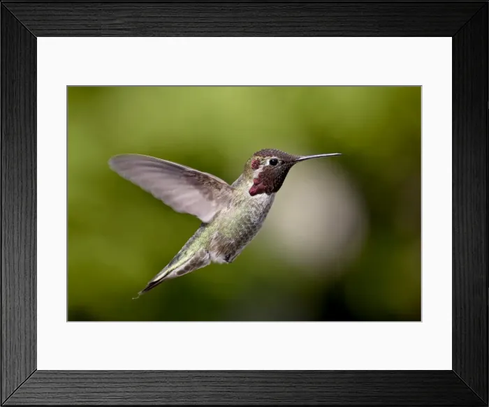 Framed Print : Male Annas hummingbird (Calypte anna), near Saanich, British Columbia Framed Print : Male Annas hummingbird (Calypte anna), near Saanich, British Columbia