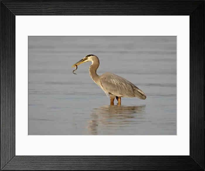 Framed Print : Great blue heron (Ardea herodias) with a fish, Esquimalt Lagoon, Saanich Framed Print : Great blue heron (Ardea herodias) with a fish, Esquimalt Lagoon, Saanich