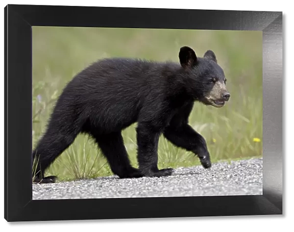 Black bear (Ursus americanus) cub crossing the road, Alaska Highway, British Columbia