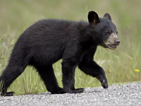 Black bear (Ursus americanus) cub crossing the road, Alaska Highway, British Columbia