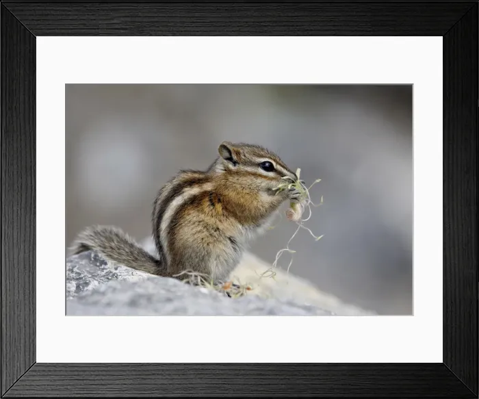 Framed Print : Yellow pine chipmunk (Eutamias amoenus) eating, Muncho Lake Provincial Park Framed Print : Yellow pine chipmunk (Eutamias amoenus) eating, Muncho Lake Provincial Park