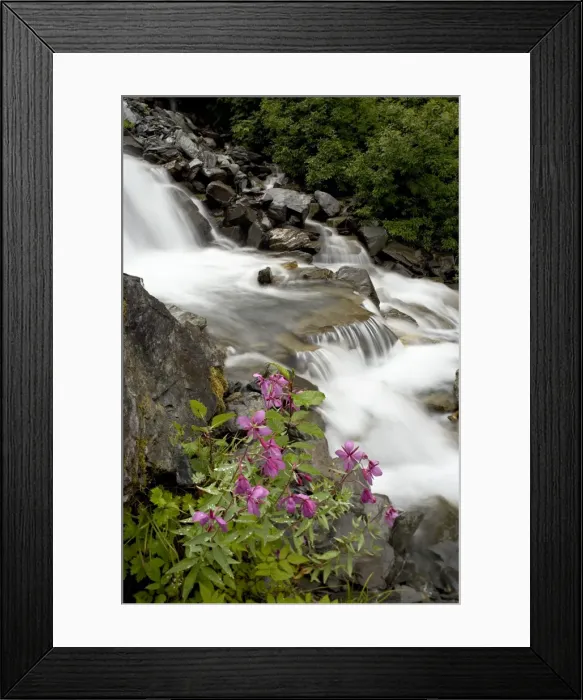 Framed Print : Cascades with dwarf fireweed near Mineral Creek, Valdez, Alaska, United States of America Framed Print : Cascades with dwarf fireweed near Mineral Creek, Valdez, Alaska, United States of America