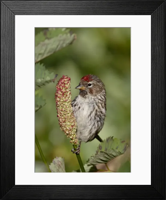 Framed Print : Female common redpoll (Carduelis flammea), Archangel Pass, Alaska, United States of America Framed Print : Female common redpoll (Carduelis flammea), Archangel Pass, Alaska, United States of America