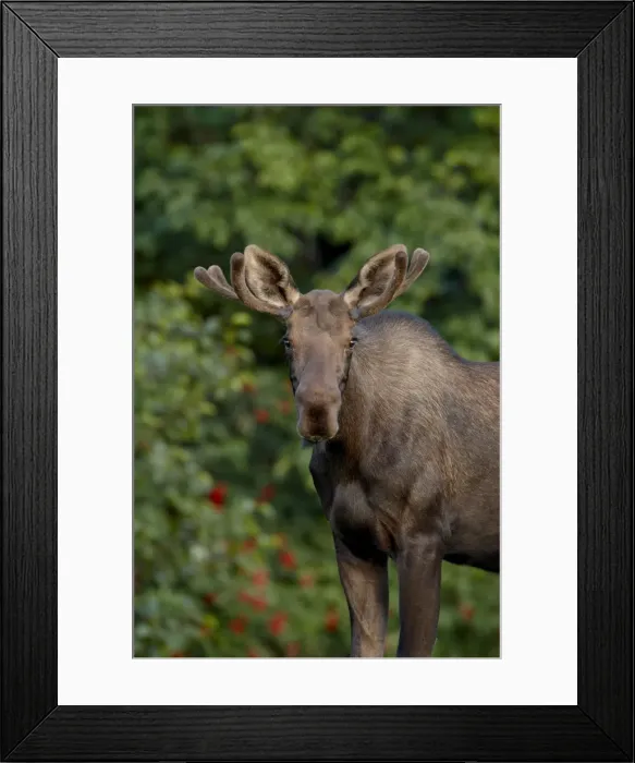 Framed Print : Young bull moose (Alces alces), Kincaid Park, Anchorage, Alaska, United States of America Framed Print : Young bull moose (Alces alces), Kincaid Park, Anchorage, Alaska, United States of America