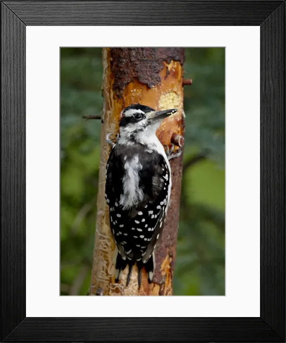 Framed Print : Hairy woodpecker (Picoides villosus) on a magic log, Wasilla, Alaska, United States of America Framed Print : Hairy woodpecker (Picoides villosus) on a magic log, Wasilla, Alaska, United States of America