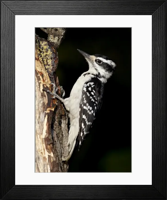 Framed Print : Female hairy woodpecker (Picoides villosus), Wasilla, Alaska, United States of America Framed Print : Female hairy woodpecker (Picoides villosus), Wasilla, Alaska, United States of America