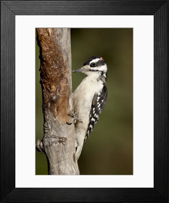 Framed Print : Male hairy woodpecker (Picoides villosus), Wasilla, Alaska, United States of America Framed Print : Male hairy woodpecker (Picoides villosus), Wasilla, Alaska, United States of America