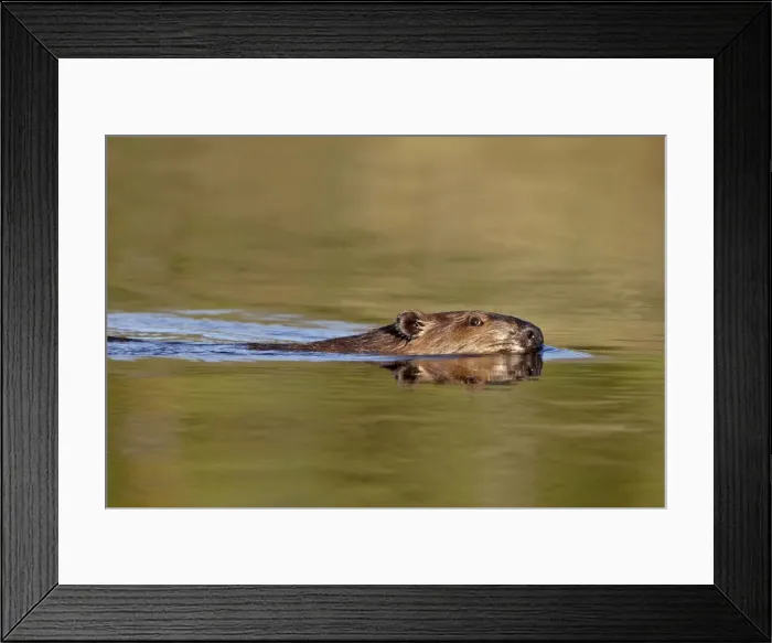 Framed Print : Beaver (Castor canadensis) swimming in a pond, Denali Highway, Alaska, United States of America Framed Print : Beaver (Castor canadensis) swimming in a pond, Denali Highway, Alaska, United States of America