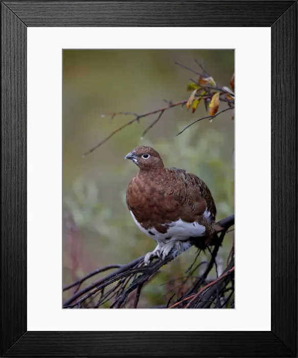 Framed Print : Female willow ptarmigan (Lagopus lagopus), Denali National Park and Preserve Framed Print : Female willow ptarmigan (Lagopus lagopus), Denali National Park and Preserve
