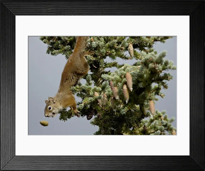 Framed Print : Red squirrel (spruce squirrel) (Tamiasciurus hudsonicus), Denali National Park Framed Print : Red squirrel (spruce squirrel) (Tamiasciurus hudsonicus), Denali National Park