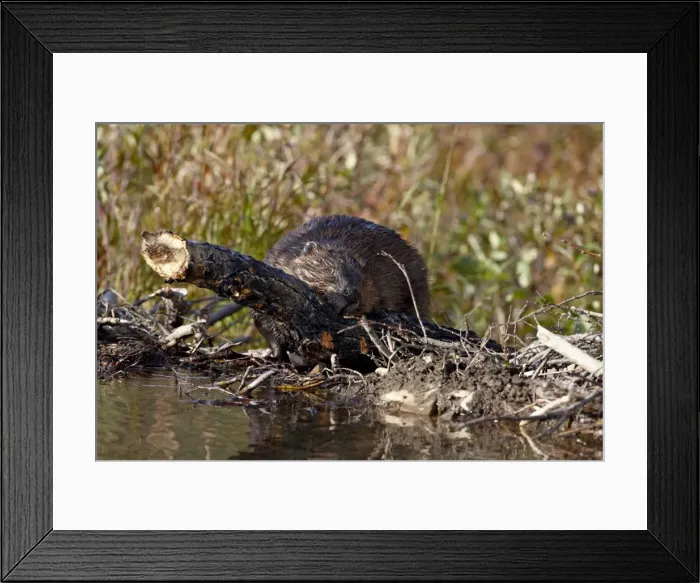 Framed Print : Beaver (Castor canadensis) hauling a log up over its dam, Denali National Park Framed Print : Beaver (Castor canadensis) hauling a log up over its dam, Denali National Park