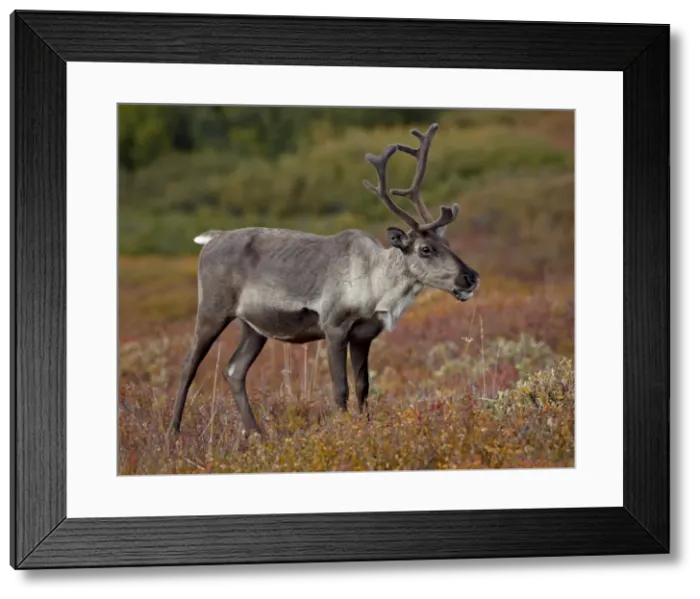 Framed Print : Porcupine caribou (Grants caribou) (Rangifer tarandus granti) cow Framed Print : Porcupine caribou (Grants caribou) (Rangifer tarandus granti) cow