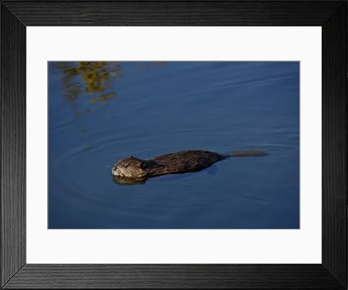 Framed Print : Young beaver (Castor canadensis) swimming, Denali National Park and Preserve