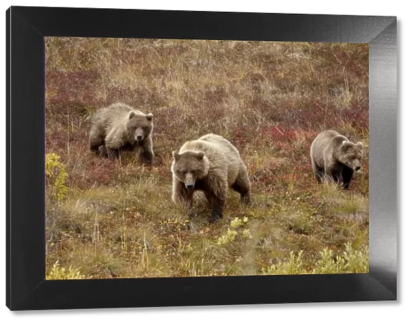 Grizzly bear (Ursus arctos horribilis) with two yearling cubs, Denali National Park