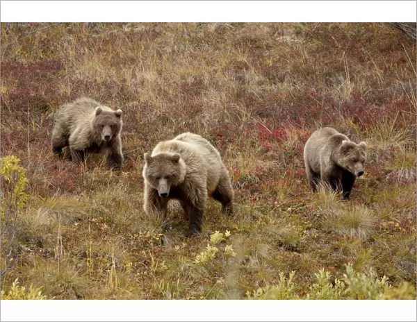 Grizzly bear (Ursus arctos horribilis) with two yearling cubs, Denali National Park