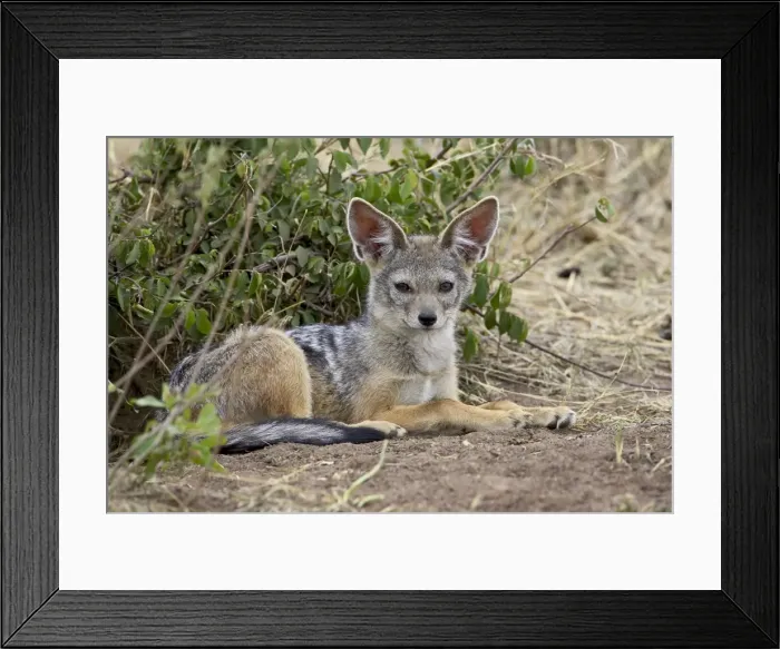 Framed Print : Young black-backed jackal or silver-backed jackal (Canis mesomelas), Masai Mara National Reserve Framed Print : Young black-backed jackal or silver-backed jackal (Canis mesomelas), Masai Mara National Reserve