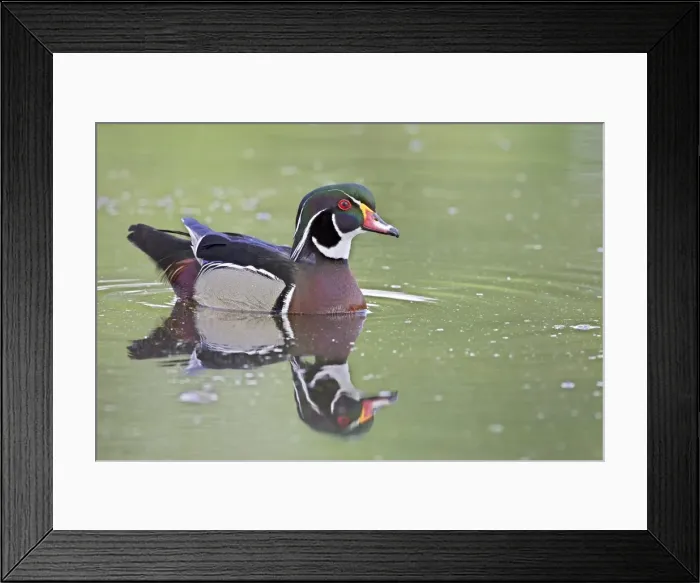 Framed Print : Male wood duck (Aix sponsa) swimming, Belmar Historic Park, Lakewood, Colorado Framed Print : Male wood duck (Aix sponsa) swimming, Belmar Historic Park, Lakewood, Colorado