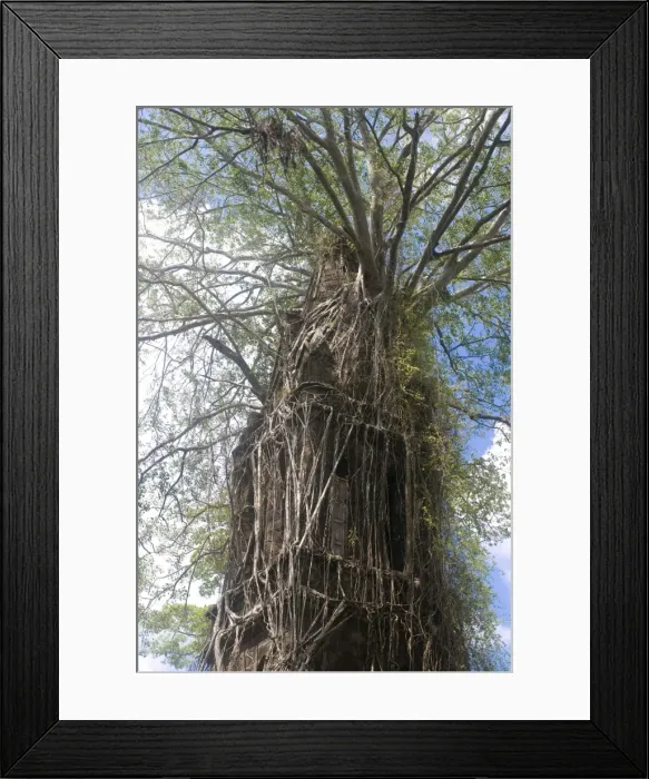 Framed Print : Overgrown church with big roots, Ross Island, Andaman Islands, India, Asia Framed Print : Overgrown church with big roots, Ross Island, Andaman Islands, India, Asia