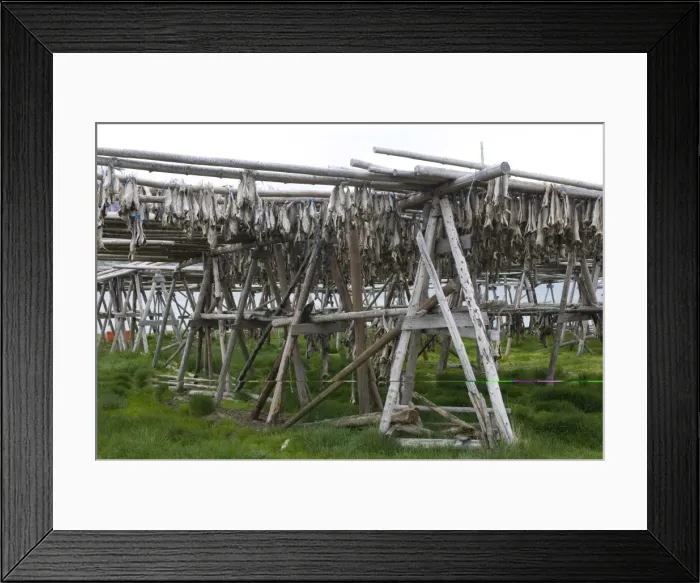 Framed Print : Drying fish, Flateyri, Westfjords, Iceland, Polar Regions Framed Print : Drying fish, Flateyri, Westfjords, Iceland, Polar Regions