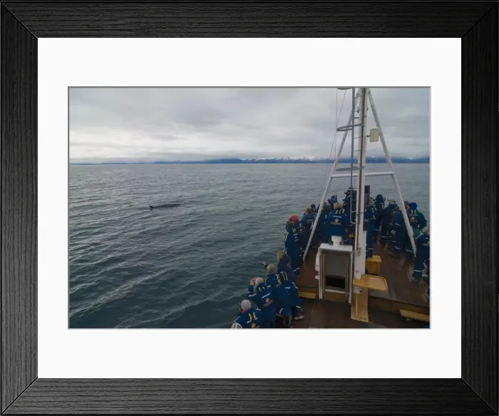Framed Print : Trawler with tourists watching a whale, Husavik, Iceland, Polar Regions