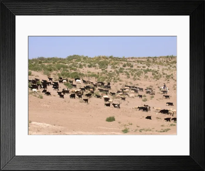 Framed Print : Herd of goats, Karakol desert, Turkmenistan, Central Asia, Asia Framed Print : Herd of goats, Karakol desert, Turkmenistan, Central Asia, Asia
