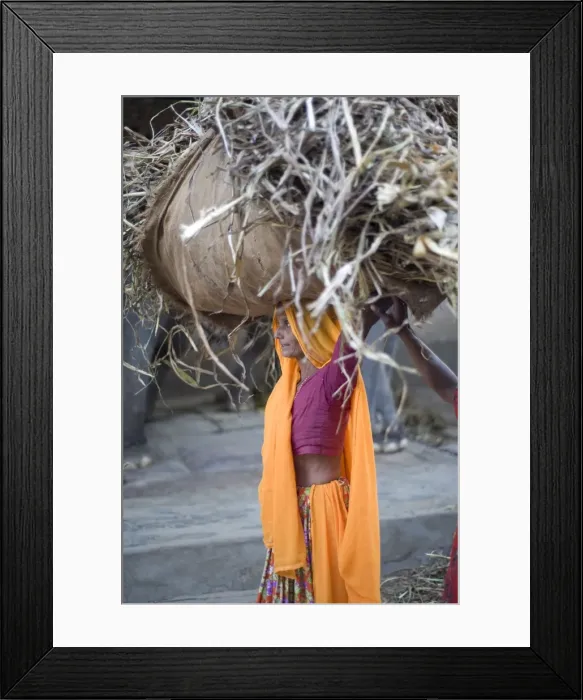 Framed Print : Woman in pink and orange carrying straw on her head to elephant stable Framed Print : Woman in pink and orange carrying straw on her head to elephant stable