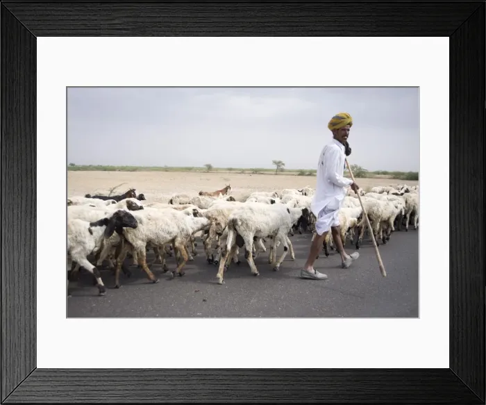 Framed Print : Shepherd walking flock, Bar, Rajasthan, India, Asia Framed Print : Shepherd walking flock, Bar, Rajasthan, India, Asia