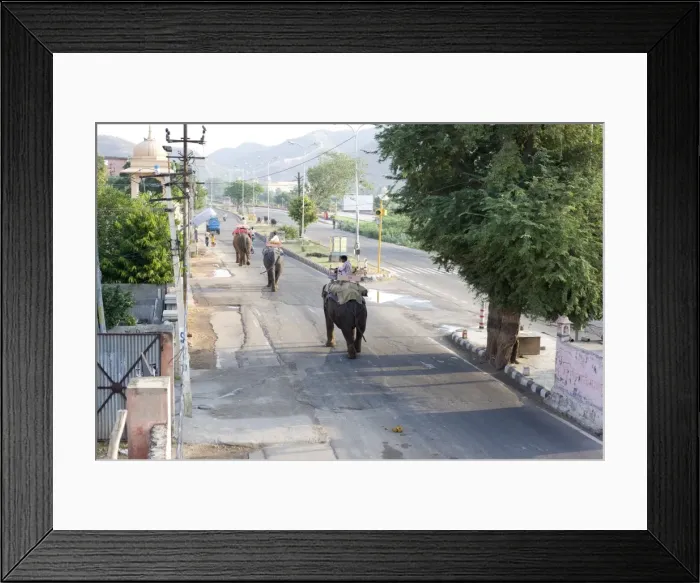 Framed Print : Elephants walking to work in early morning from Jaipur to the Amber Palace
