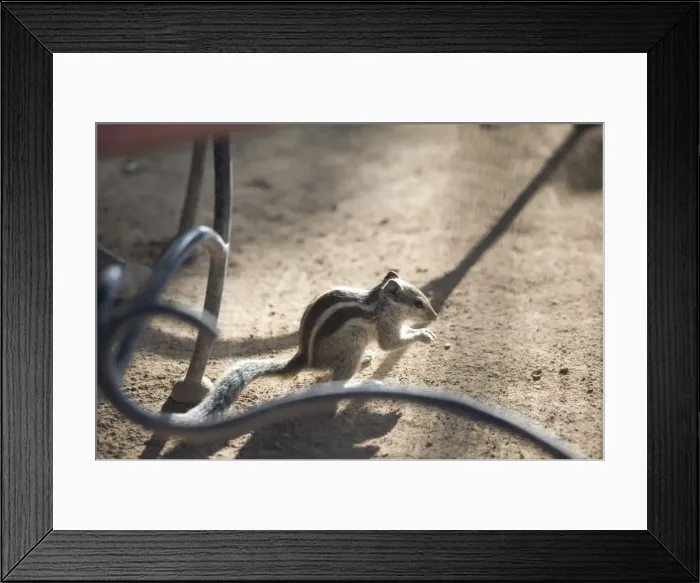 Framed Print : Indian palm squirrel (Funambulus palmarum), Rajasthan, India, Asia Framed Print : Indian palm squirrel (Funambulus palmarum), Rajasthan, India, Asia