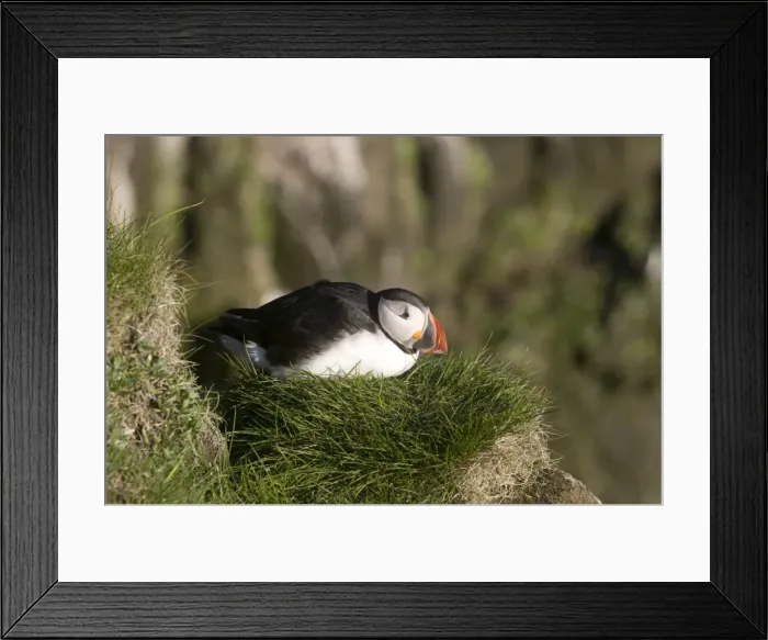 Framed Print : Puffin (Fratercula arctica) on cliffs of Latrabjarg, Westfjords, Iceland, Polar Regions Framed Print : Puffin (Fratercula arctica) on cliffs of Latrabjarg, Westfjords, Iceland, Polar Regions
