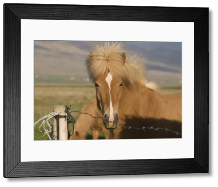 Framed Print : Iceland horse, Skagheidi, Iceland, Polar Regions Framed Print : Iceland horse, Skagheidi, Iceland, Polar Regions