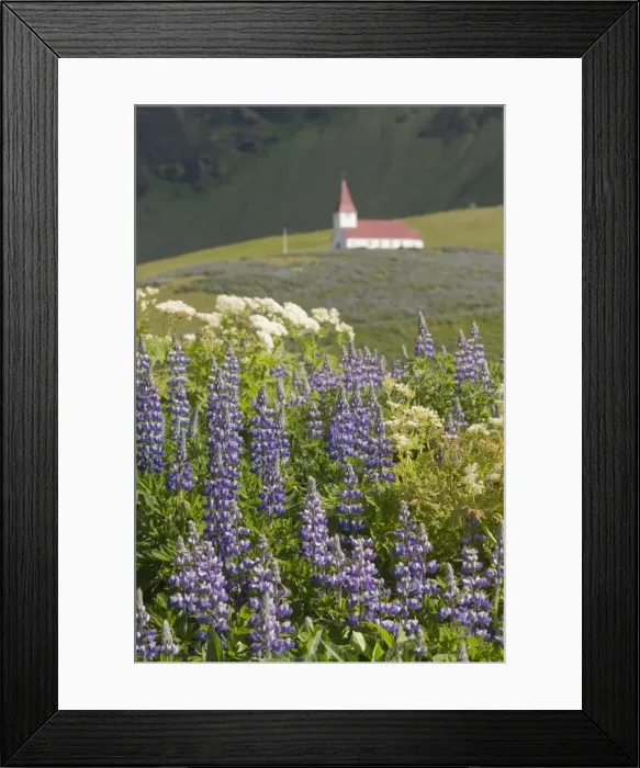 Framed Print : Church and flower meadow of lupins, Vik, Iceland, Polar Regions Framed Print : Church and flower meadow of lupins, Vik, Iceland, Polar Regions