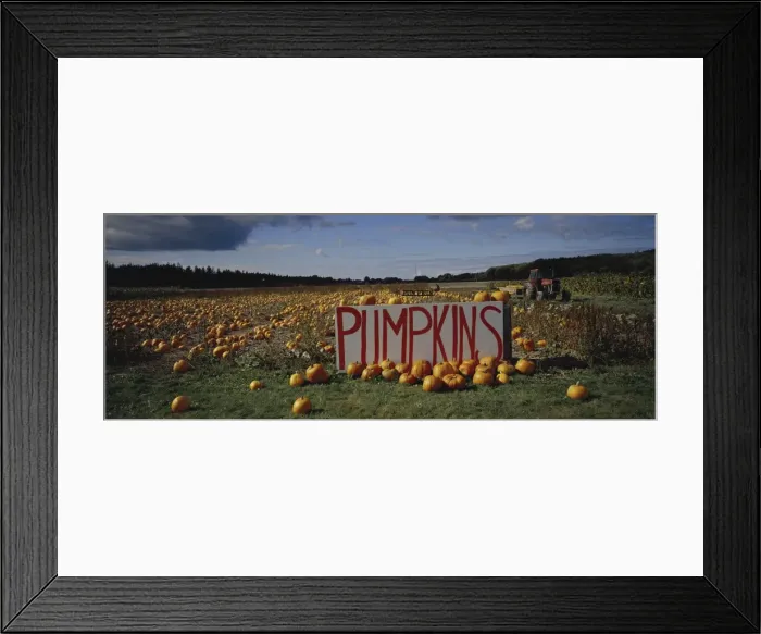Framed Print : Pumpkin field, Seattle, Washington State, United States of America, North America Framed Print : Pumpkin field, Seattle, Washington State, United States of America, North America