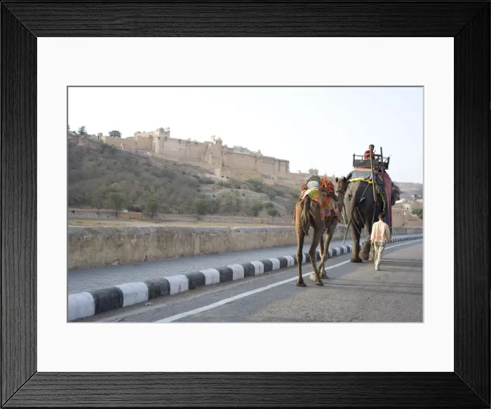 Framed Print : Camel and elephant walking past Amber Fort, Amber, Rajasthan, India, Asia Framed Print : Camel and elephant walking past Amber Fort, Amber, Rajasthan, India, Asia