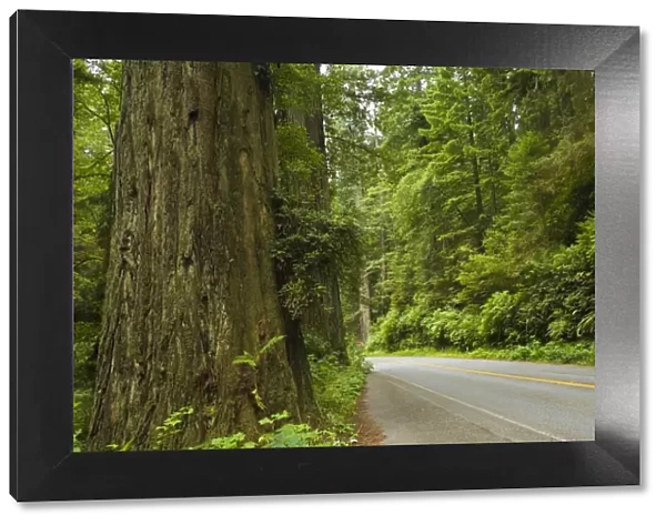Redwood National Park, California, United States of America, North America