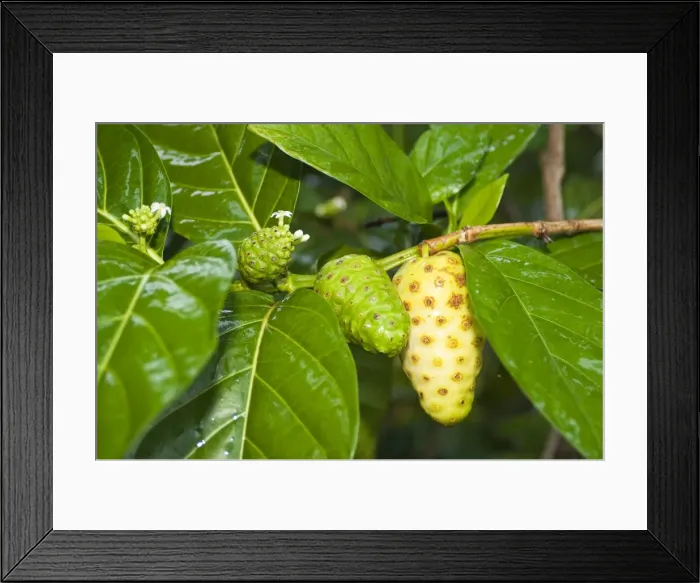 Framed Print : Nonu (noni) fruit, Huahine, French Polynesia, South Pacific, Pacific Framed Print : Nonu (noni) fruit, Huahine, French Polynesia, South Pacific, Pacific