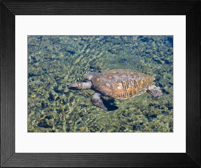 Framed Print : Satoalepai turtle pool, Savaii Island, Western Samoa, South Pacific, Pacific Framed Print : Satoalepai turtle pool, Savaii Island, Western Samoa, South Pacific, Pacific