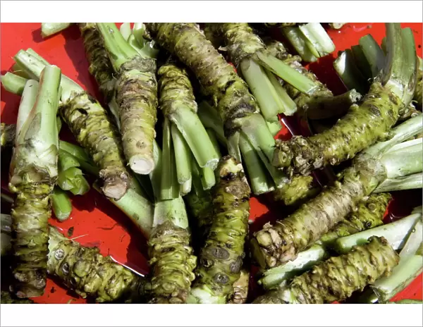 Raw wasabi roots (Japanese horseradish) for sale at the Daio Wasabi Farm in Hotaka