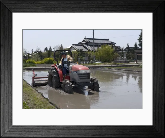 Framed Print : Rice farmer ploughing his paddy in spring prior to the planting season Framed Print : Rice farmer ploughing his paddy in spring prior to the planting season