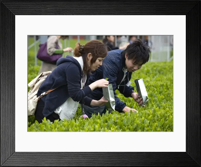 Framed Print : Visitors to the Makinohara tea fields hand picking their own green tea leaves Framed Print : Visitors to the Makinohara tea fields hand picking their own green tea leaves