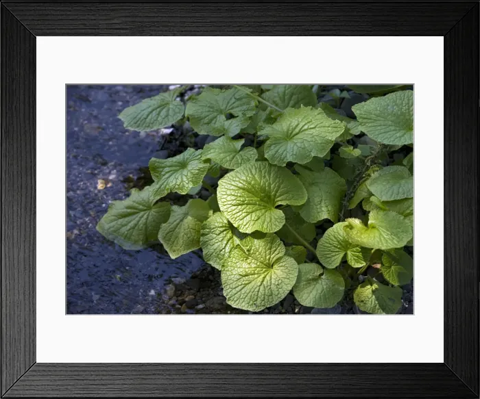 Framed Print : Japanese horseradish plant (wasabi), growing at the Daio Wasabi Farm in Hotaka