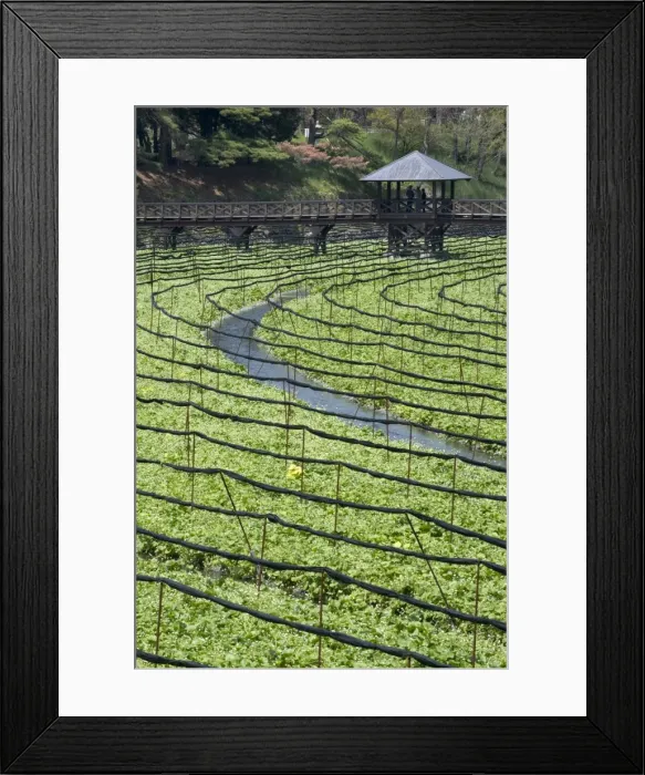 Framed Print : Japanese horseradish plants (wasabi), growing at the Daio Wasabi Farm in Hotaka Framed Print : Japanese horseradish plants (wasabi), growing at the Daio Wasabi Farm in Hotaka