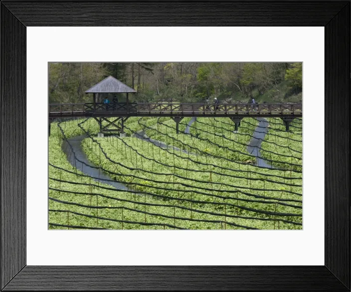Framed Print : Japanese horseradish plants (wasabi), growing at the Daio Wasabi Farm in Hotaka Framed Print : Japanese horseradish plants (wasabi), growing at the Daio Wasabi Farm in Hotaka