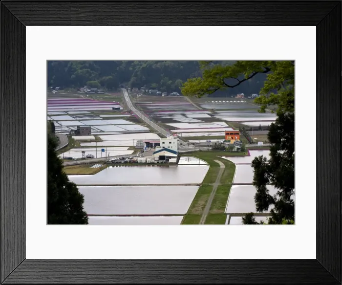 Framed Print : Flooded rice paddies in late April seen from atop Mount Kameyama in Fukui Prefecture Framed Print : Flooded rice paddies in late April seen from atop Mount Kameyama in Fukui Prefecture