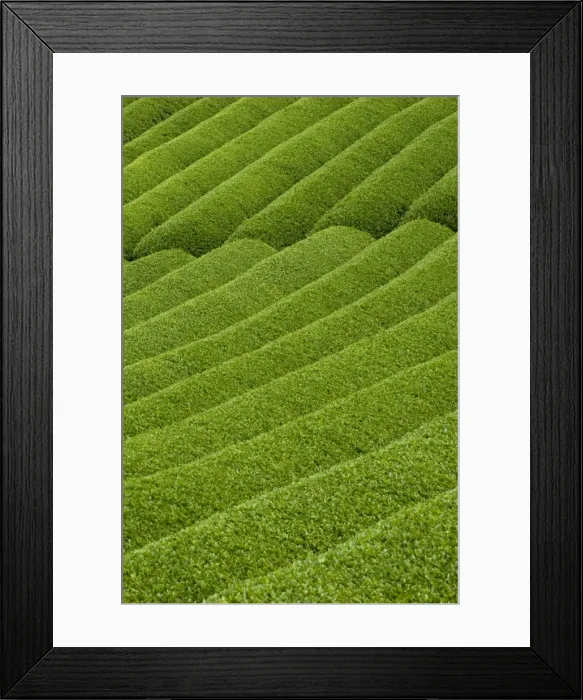 Framed Print : Rows of green tea bushes growing on the Makinohara tea plantations in Shizuoka, Japan Framed Print : Rows of green tea bushes growing on the Makinohara tea plantations in Shizuoka, Japan